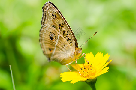 绿色的蝴蝶宏翅膀昆虫黄色蝴蝶黑色背景图片