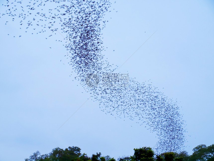 蝙蝠部落团体食虫航班野生动物森林动物黑色天空民众图片