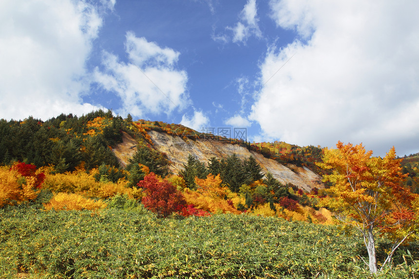 哈奇曼泰的多彩叶子树叶季节性森林地平线蓝天植物旅游木头黄色图片