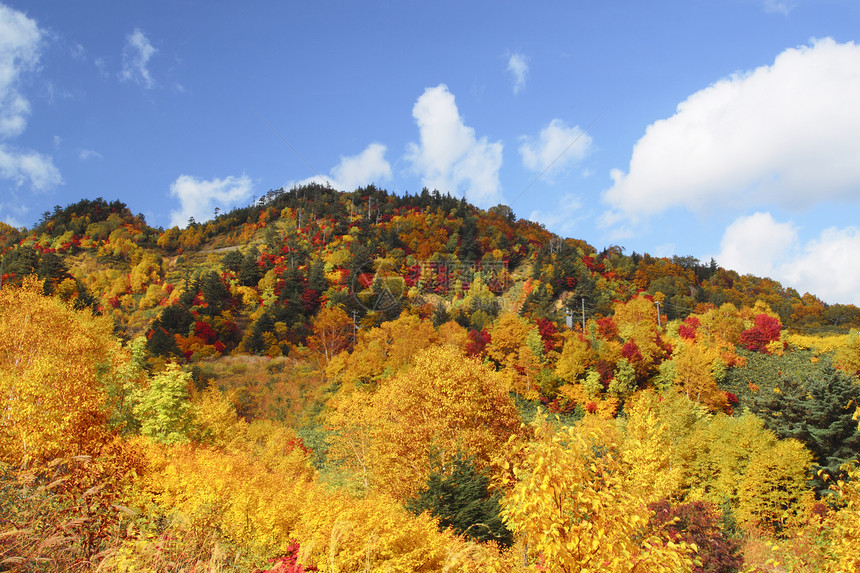 哈奇曼泰的多彩叶子旅游地平线植物森林季节性树叶木头蓝天黄色图片