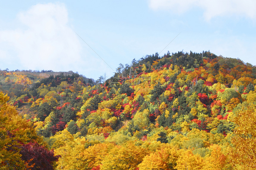 哈奇曼泰的多彩叶子木头黄色旅游树叶植物季节性蓝天森林地平线图片