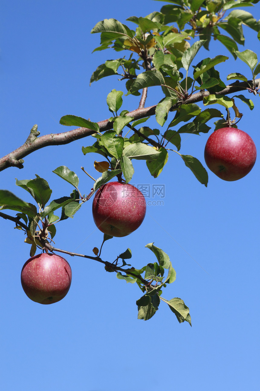 苹果树枝上的红苹果蓝天红色植物农业果汁叶子水果绿色甜点食物图片