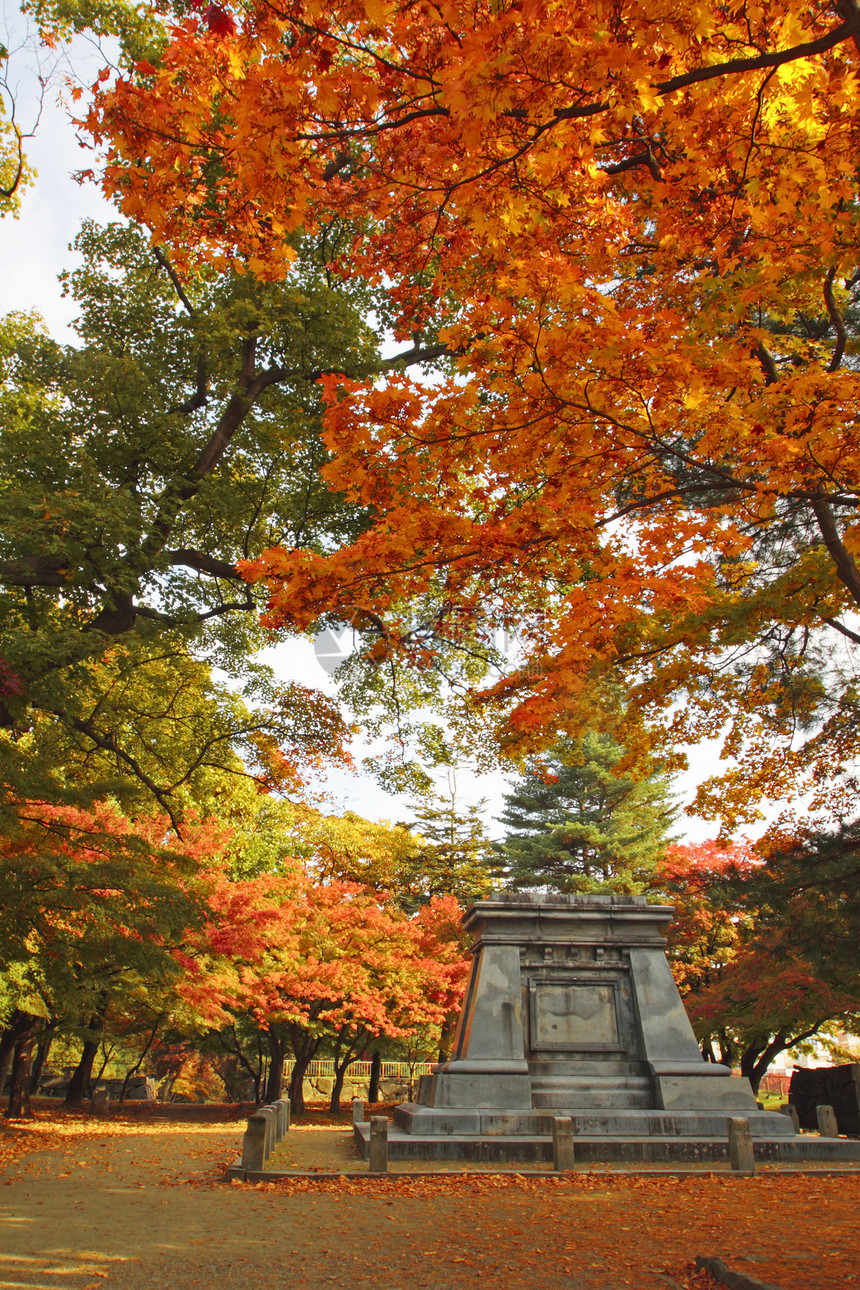 彩色叶子森林观光木头黄色季节性历史树叶旅游植物图片