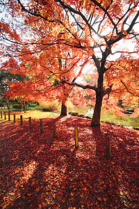 彩色叶子黄色橙子季节落叶红色树叶植物背景图片