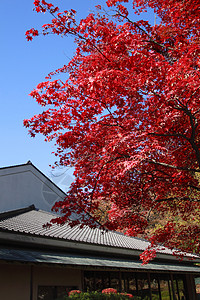 彩色叶子植物红色树叶橙子季节背景图片