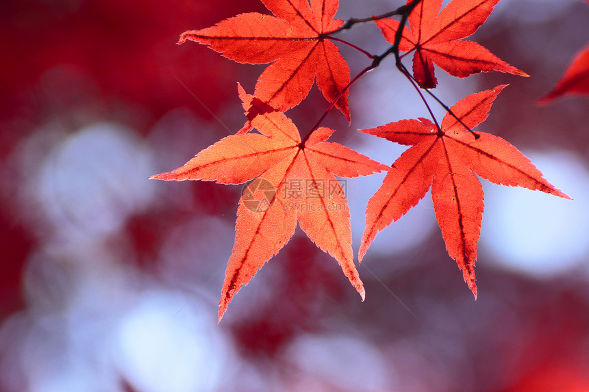 彩色叶子季节红色植物树叶橙子图片