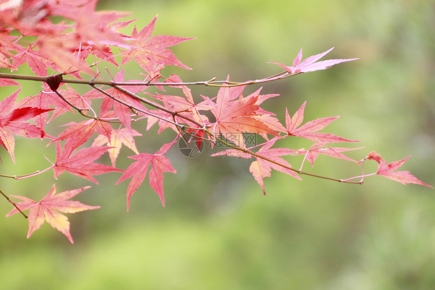 彩色叶子树叶季节红色橙子植物图片