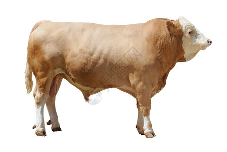 公牛-3型背景图片