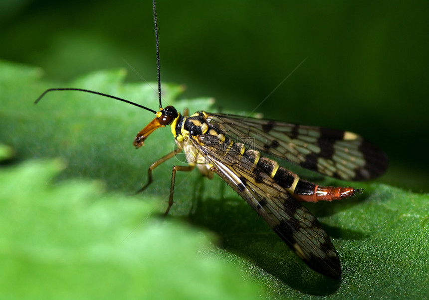 飞野生动物捕食者漏洞眼睛荒野宏观植物动物叶子昆虫图片