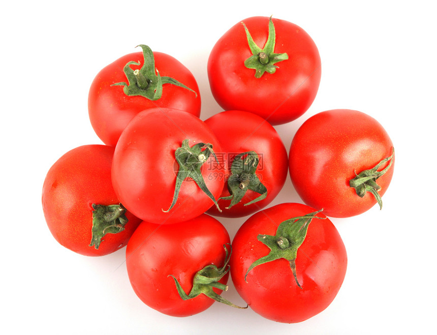 番茄植物传家宝照片股票白色相片生长食谱库存免版税图片