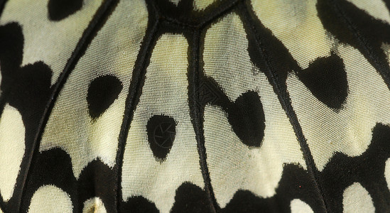 黑白蝴蝶翼背景图片