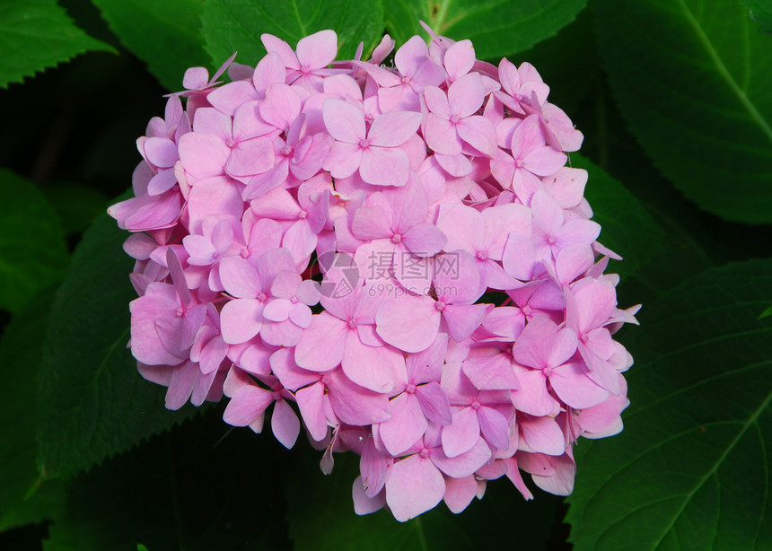 粉色花朵花园生长园艺绣球花植物群图片