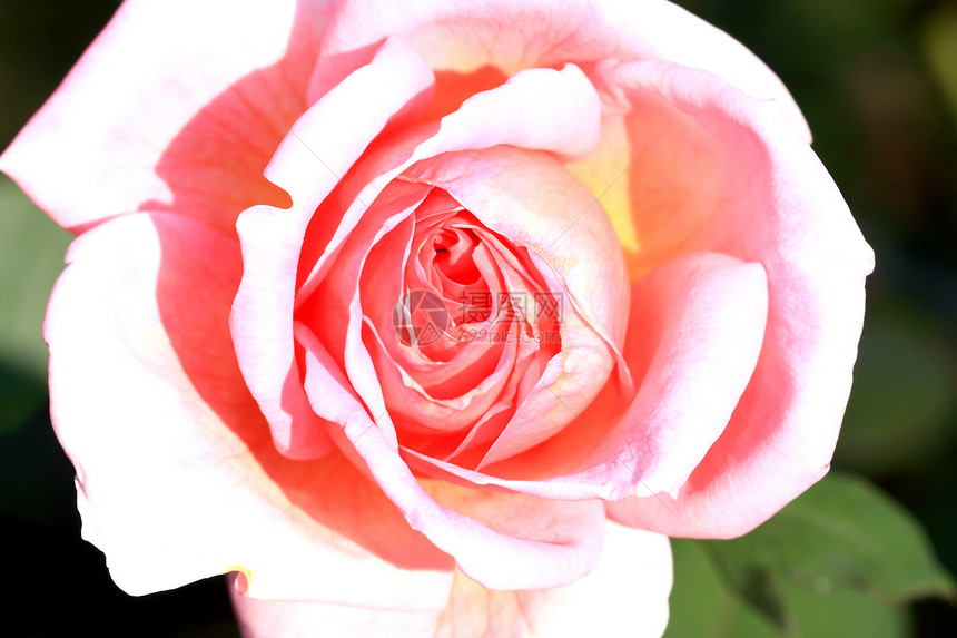 花园里的玫瑰花花粉灌木园艺玫瑰生长衬套花瓣院子辉光植物群图片