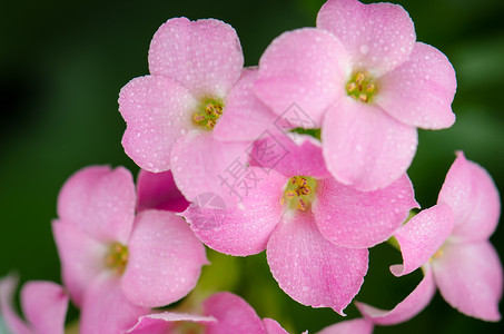 美丽的粉红花和绿叶花园紫色温泉植物群花瓣礼物植物明信片树叶雏菊背景图片