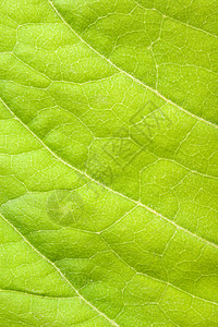 绿叶特写绿色叶子静脉宏观植物背景图片