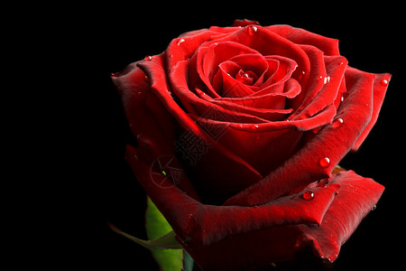 红玫瑰 黑色背面有水滴叶子花瓣玫瑰宏观植物花朵红色背景图片
