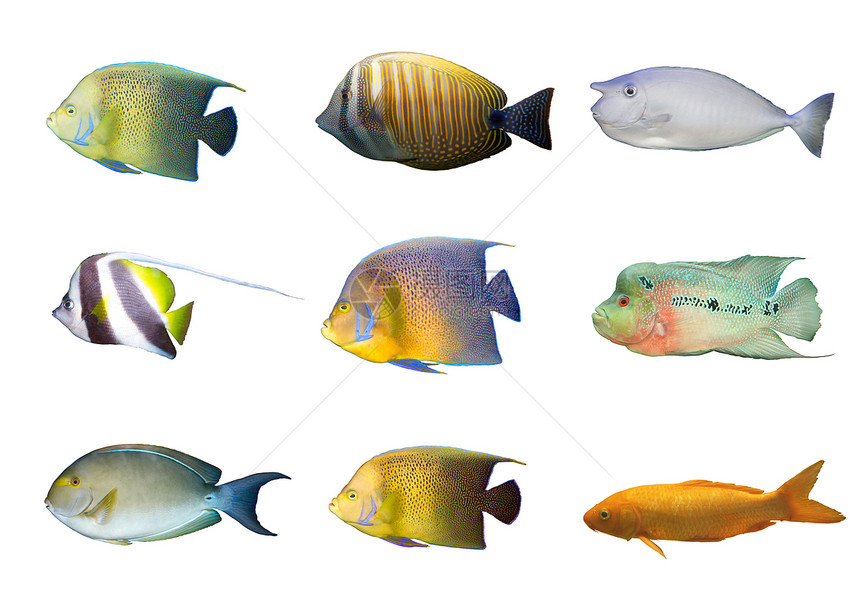 选择与世隔离的热带珊瑚鱼类图片