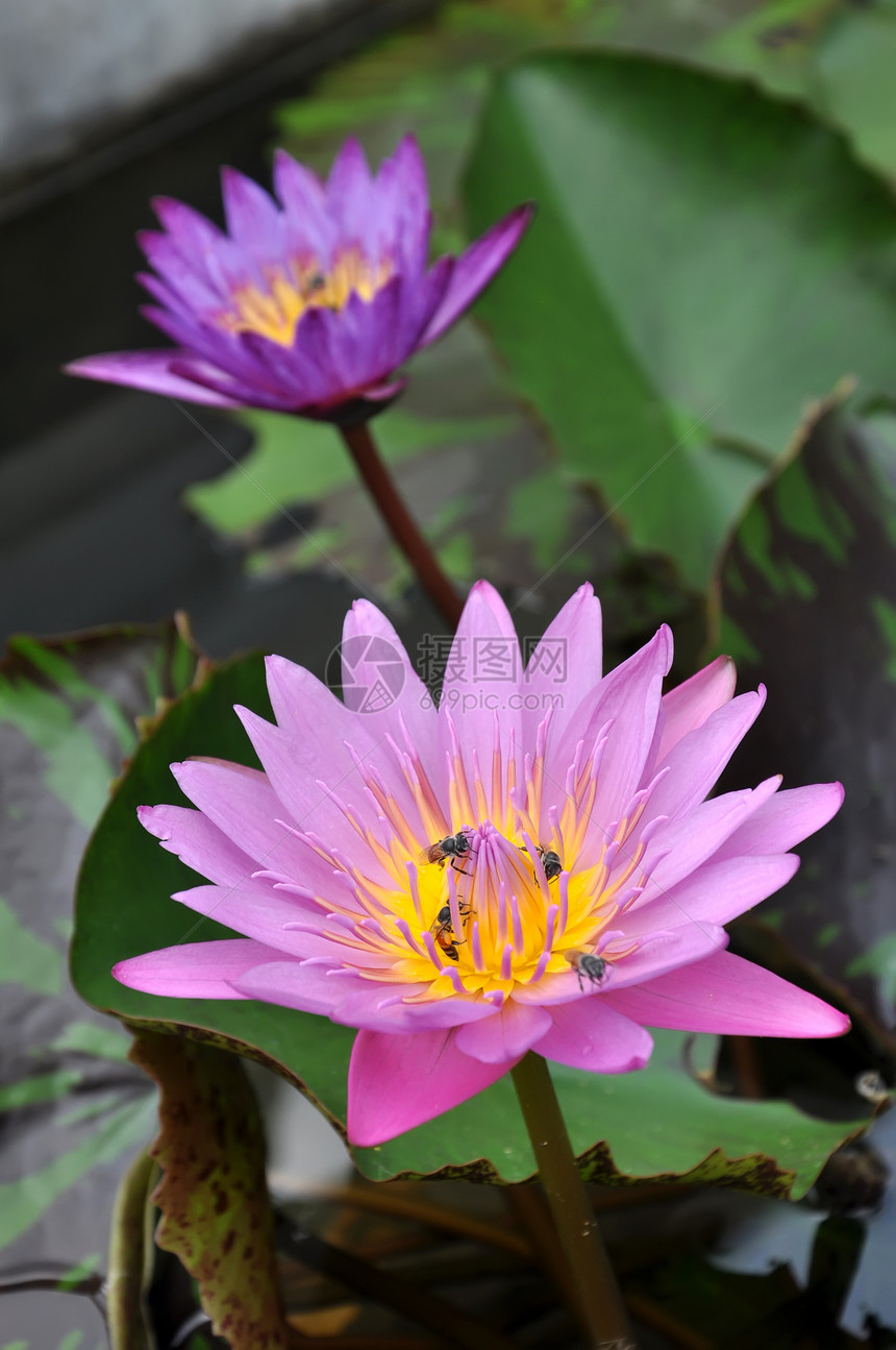 莲花绿色植物植物学粉色植物群花瓣黄色池塘百合叶子图片