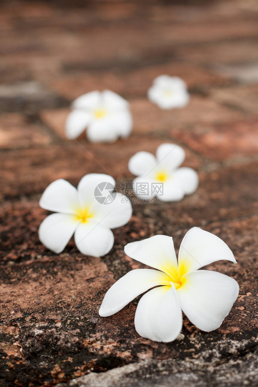 石头上花朵的弗朗吉帕尼(布卢)图片