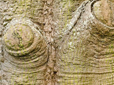大腹木棉树底背景纹理图案型状背景