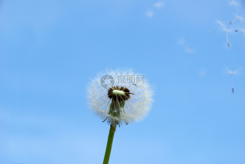 花层过敏天空概念绿色蓝色花园愿望明信片图片