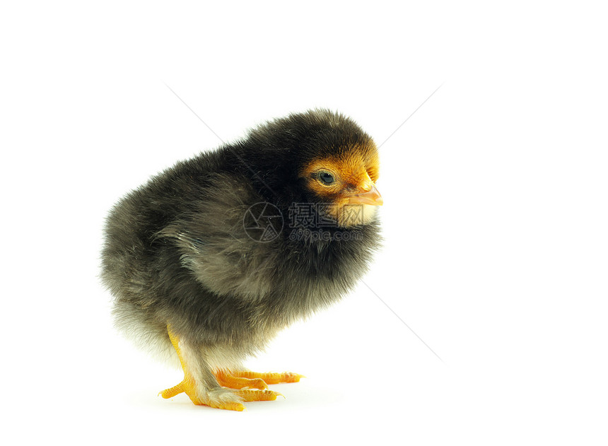鸡孵化黄色家禽翅膀羽毛生物生活母鸡生长动物图片