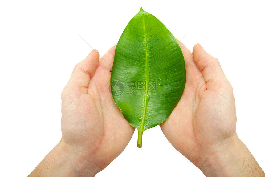 手握叶子生活白色绿色生长植物群植物宏观图片