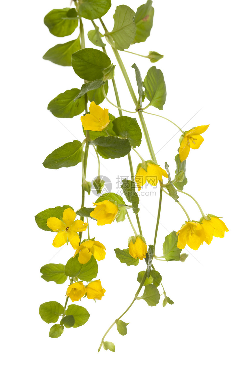 爬行珍妮植物群金钱草叶子宏观野花黄色花瓣图片
