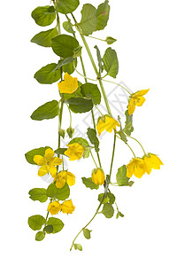 爬行珍妮植物群金钱草叶子宏观野花黄色花瓣背景图片