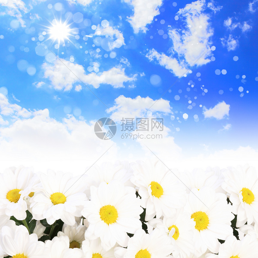 含卡米耳的多彩背景背景太阳季节花瓣植物草本植物花园阳光场地国家农场图片