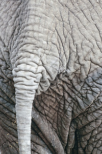 非洲大象的尾巴皱纹高清图片素材