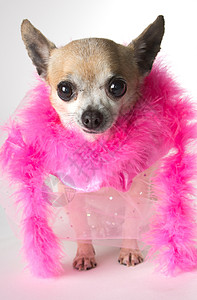 粉红吉娃娃的漂亮羽毛蟒蛇裙子戏服小狗粉色背景图片