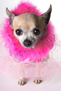 粉红吉娃娃的漂亮小狗粉色戏服蟒蛇羽毛裙子高清图片