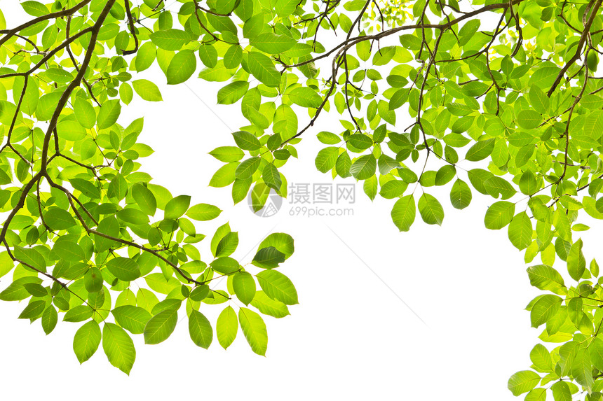 白背景上孤立的叶叶叶子太阳生长枝条森林公园树木植物学阴影花园图片