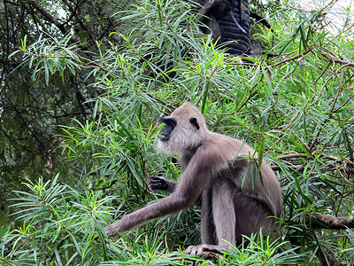 哈努曼朗古尔灰色灵长类绿色圆盘动物荒野动物群叶猴毛皮野生动物背景图片