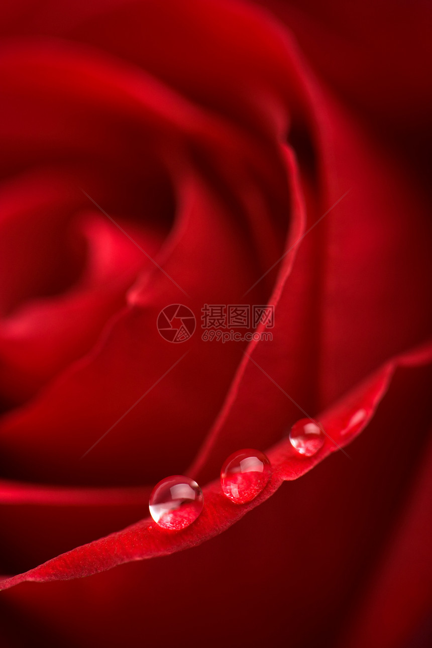 含水滴的白红玫瑰浅表DOF环境植物滴水水分飞沫植被宏观美丽玫瑰叶子图片