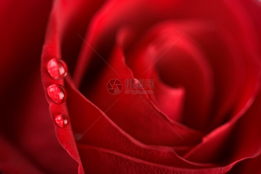 含水滴的白红玫瑰浅表DOF花园飞沫宏观生长环境水分玫瑰植物植物群美丽图片