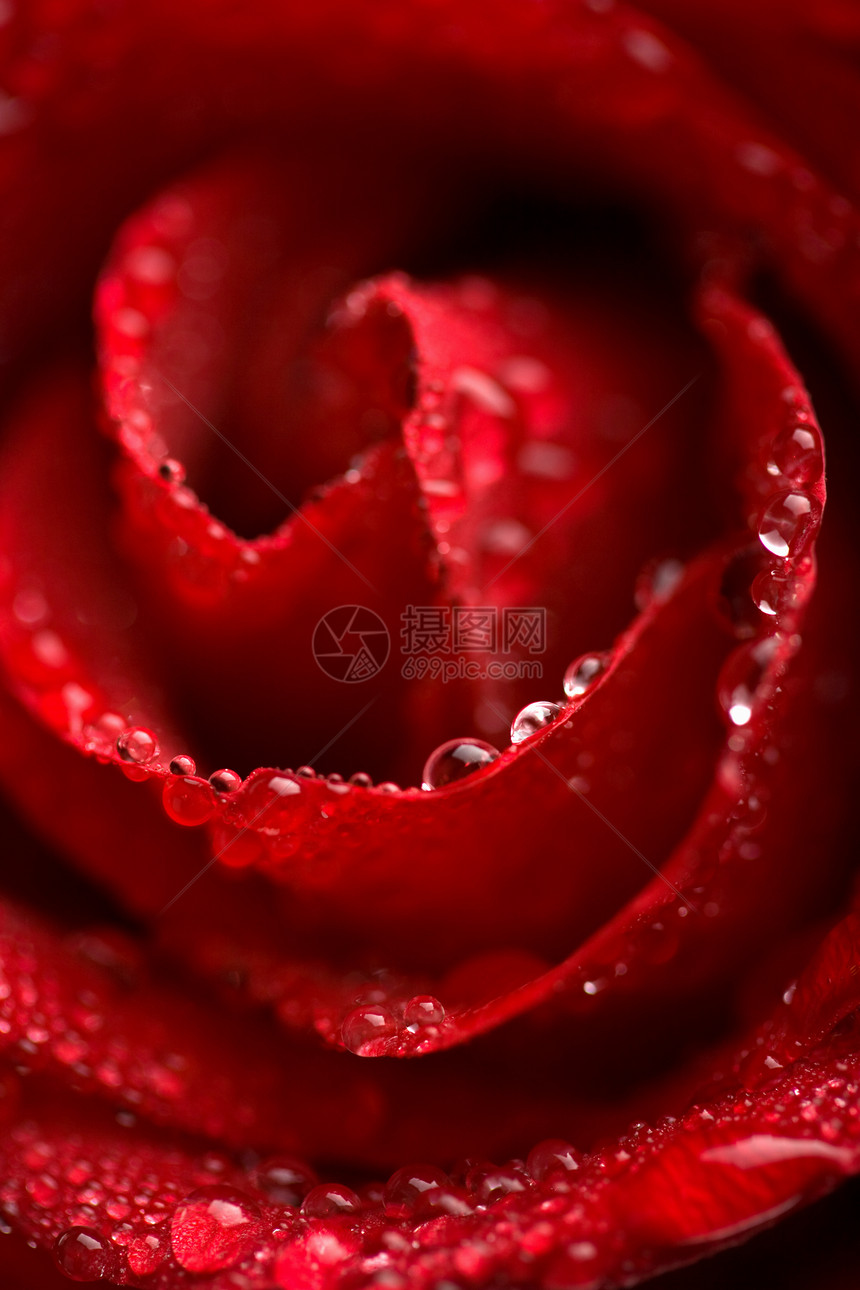 带水滴的美丽红玫瑰浅色焦点生长环境水分植物群飞沫花园叶子宏观植被花瓣图片