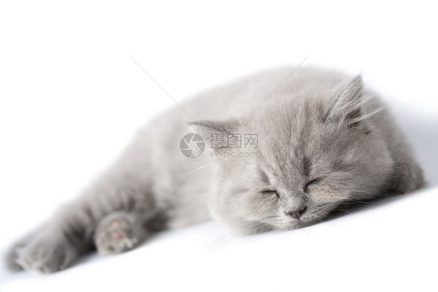 被隔离的睡睡蓝小猫图片