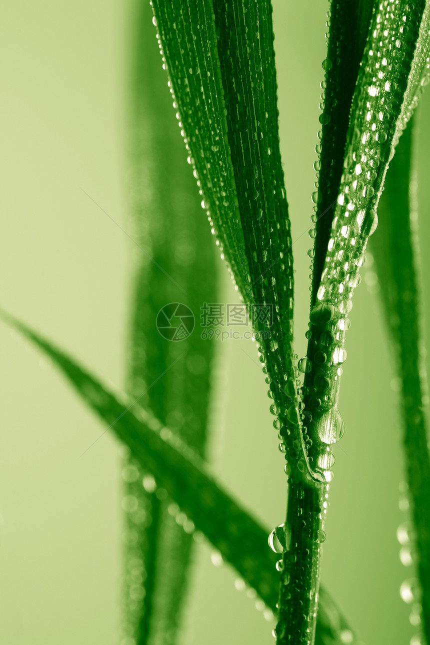 新鲜湿草底植被花园季节淋浴水滴水分叶子植物群液体生长图片