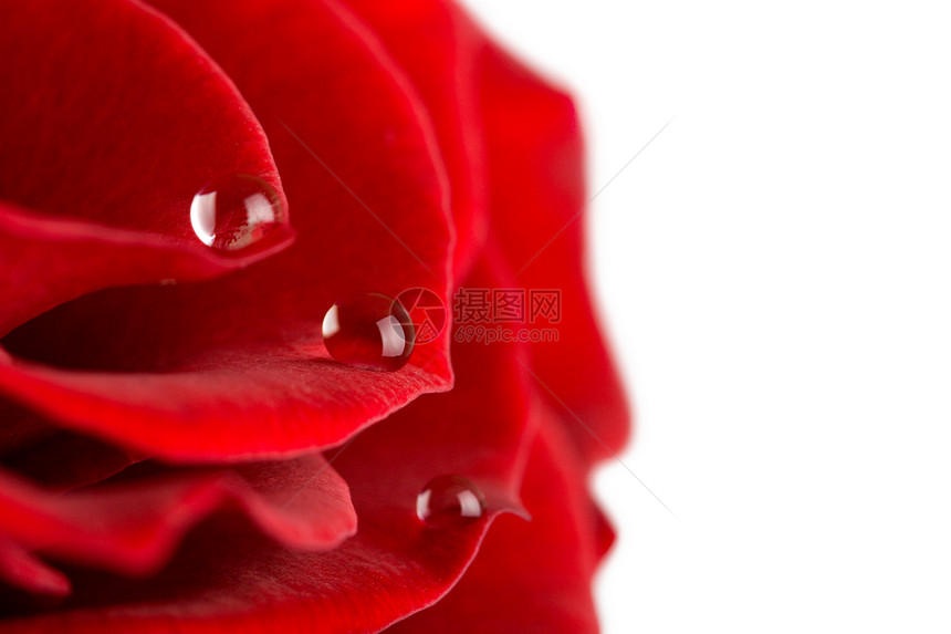 带水滴的玫瑰花瓣淋浴美丽植被玫瑰飞沫植物群水分花园叶子环境图片