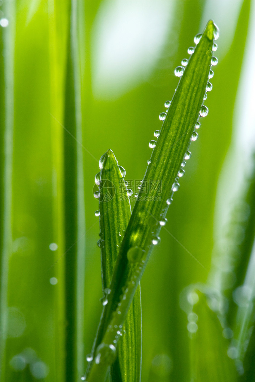 亚湿草花园飞沫场地燕麦季节液体植被环境水分滴水图片