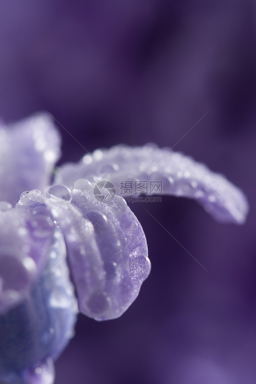 湿重相滴水宏观花瓣水分紫色飞沫淋浴植被紫丁香美丽图片