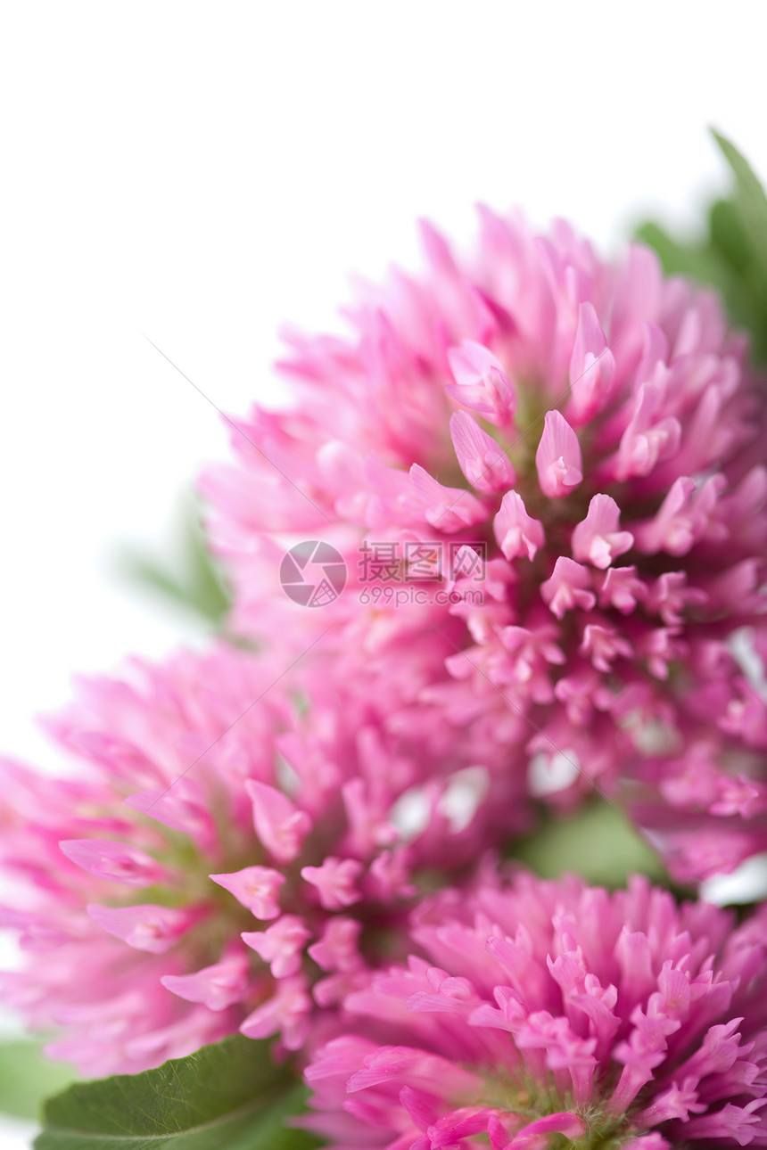 孤立的粉红色花朵生长美丽植物三叶草花园花瓣叶子植被植物群花束图片