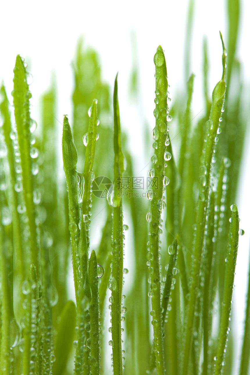 新鲜湿草底植物群液体叶子淋浴宏观季节草地水分花园生长图片