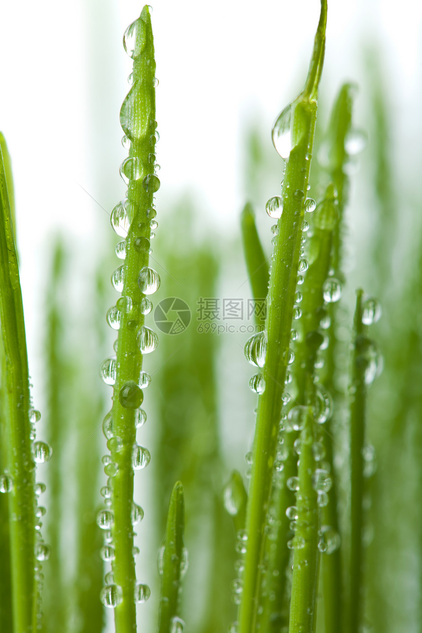 新鲜湿草底环境叶子花园生态草地水滴水分植物群淋浴宏观图片