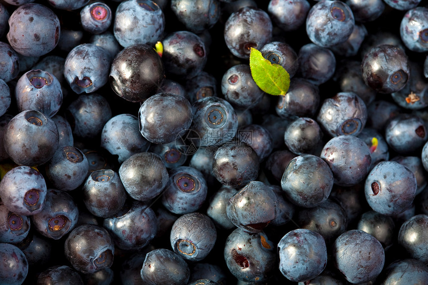 新鲜蓝莓背景甜点诱惑营养季节覆盆子团体果汁蔬菜味道荒野图片