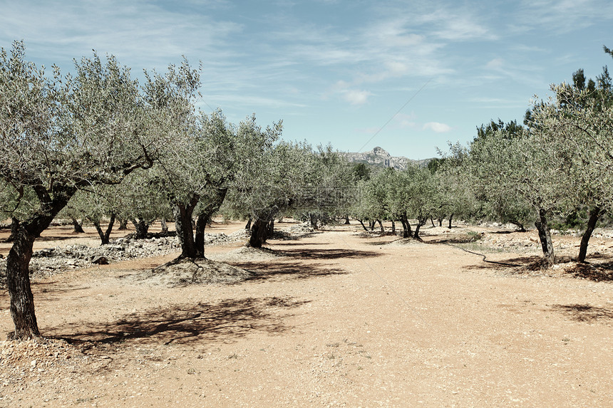 西班牙的橄榄树蓝色食物艺术天空花园树林窗饰调子棕褐色树叶图片