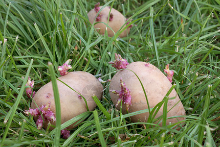 草地上三块土豆发芽高清图片