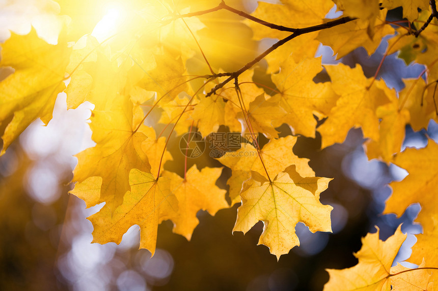 秋季假期静脉边界植被环境植物叶绿素季节植物群太阳框架图片